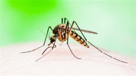 Malaria Przyczyny Objawy Leczenie Poradnik Gemini