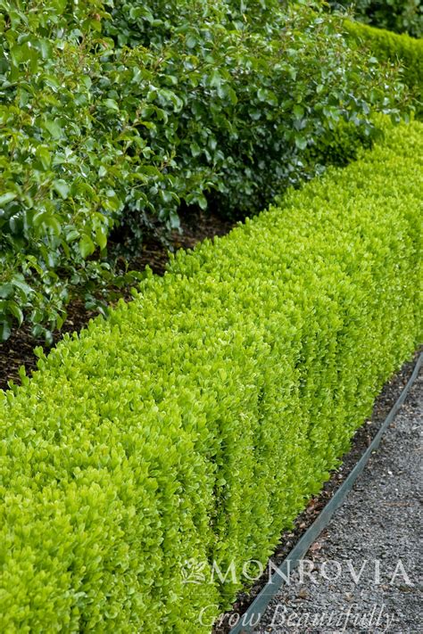 Buxus Sempervirens Suffruticosa