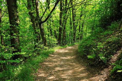 Hiking Along A Path In The Black Forest Germany Stock Image Image Of