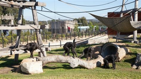 What To Expect At The New Western Sydney Zoo Ellaslist