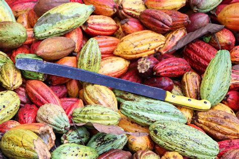 Cocobod Urged To Cut Ties With World Cocoa Farmers Organization