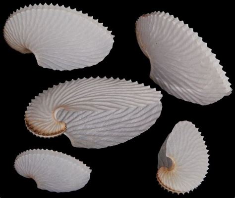 Product Details Paper Nautilus Nautilus Sea Shells Shells