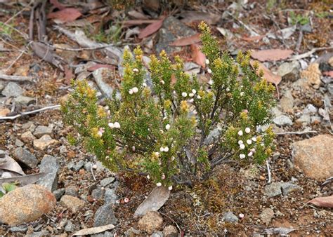 Tasmanian Alpine Plants Ericaceae