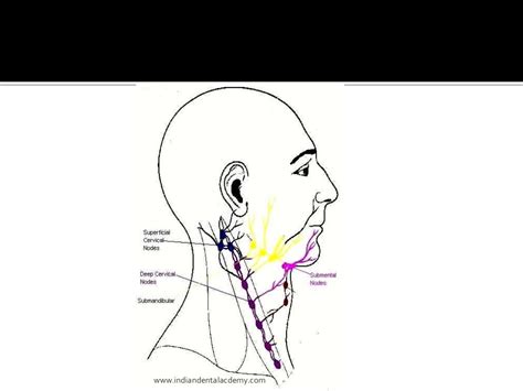 Lymphatic Drainage Of Head Neck Oral Surgery Courses