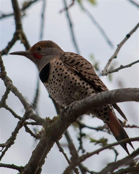 Northern Flicker Woodpecker Save East Rocklin