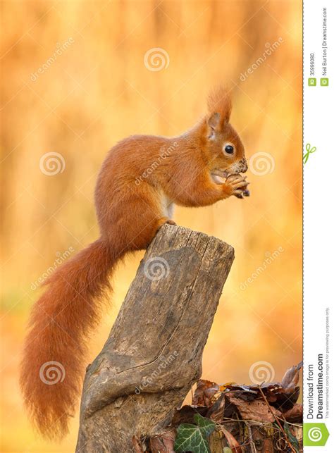 Red Squirrel Sitting And Eating A Hazel Nut Stock Photo Image Of