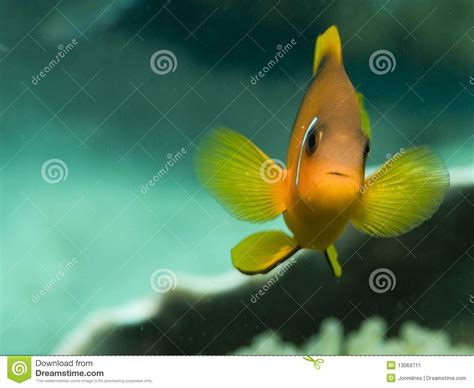 Big fish nw talent represents all ages, sizes and ethnicities throughout the pacific northwest. Fish looking at camera stock image. Image of nature ...
