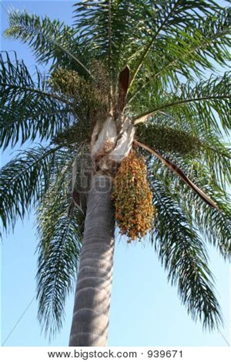 Check out our palm seed pod selection for the very best in unique or custom, handmade pieces from our shops. Picture or Photo of Single palm tree with orange seed pods
