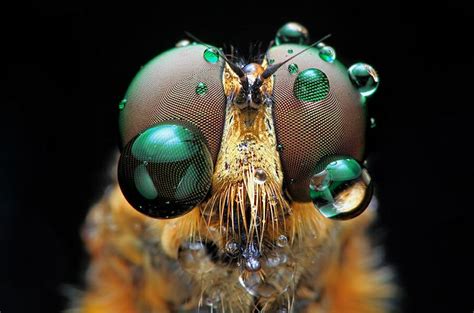 gazing into giant bug eyes insect photography macro photography insects insect eyes