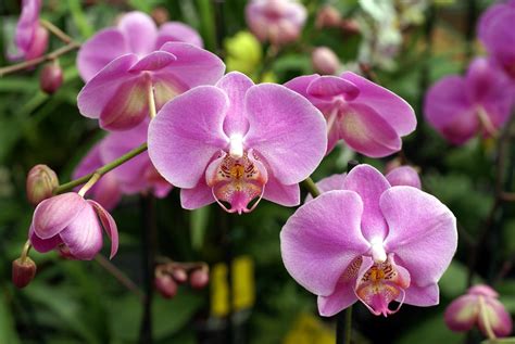 Summer Flower Orchids