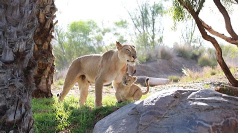 Wallpaper Lion Wildlife Big Cats Zoo Feline Safari Adventure