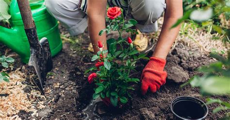 How To Plant Rose Bushes Gardeners Path