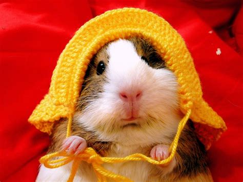 All Funnycutecool And Amazing Animals Funny Hamster