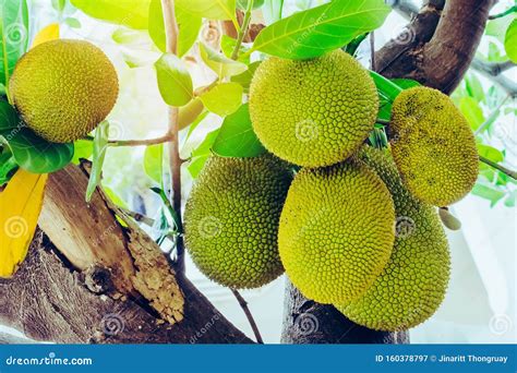 Fresh Green Young Jackfruits Artocarpus Heterophyllus Growing On The