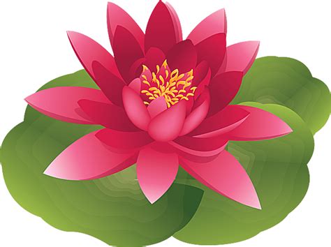 Lotus Water Lily Flower Clipart 20 Free Cliparts Download Images On