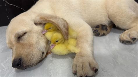 Labrador Retriever Cuddles The Duckling And Sleeps Very Cutethe Puppy