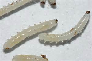 Diptera Larvae Bugguidenet
