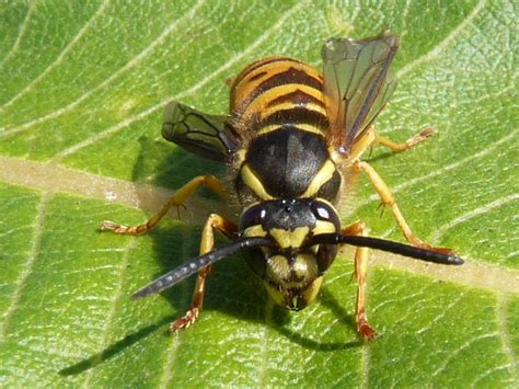 Wiseacre Gardens Blog Archive Yellow Jacket Wasp
