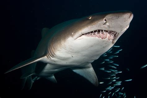 Grey Nurse Shark Sw Rocks Damien Siviero Photography