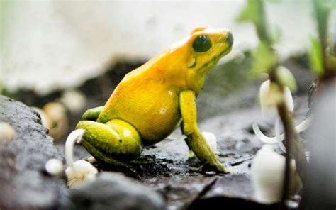 A Yellow Frog Sitting On Top Of A Rock