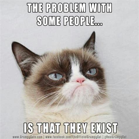 I Agree Angry Cat Funny Grumpy Cat Memes Grumpy Cat Quotes Funny