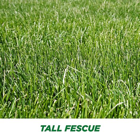 Signature Series Tall Fescue Blend Per Pound Kentucky Lawn Care