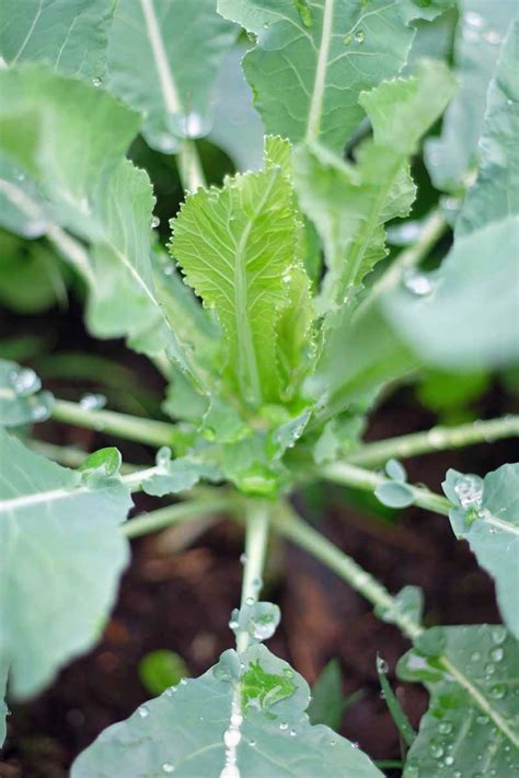 How To Plant And Grow Cauliflower Gardeners Path