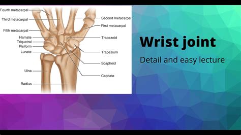 Wrist Joint Youtube