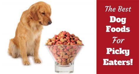 Best Dog Food For Picky Eaters 2023 And Buyers Guide