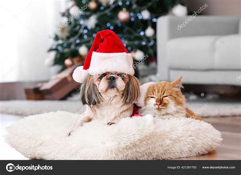 Cute Cat Dog Santa Hats Home Christmas Eve Stock Photo By ©serezniy