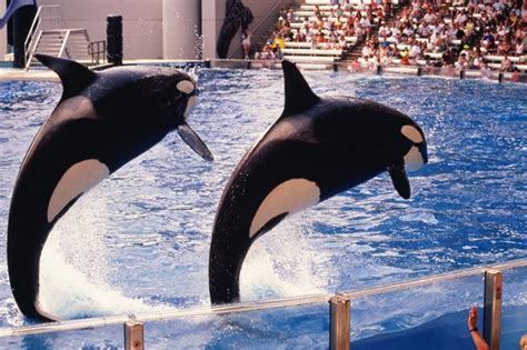 Seaworld Ends Controversial Orca Breeding Program