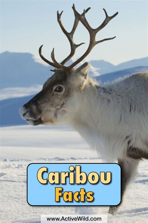 Caribou Facts With Pictures Video And Information Polar