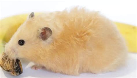 Long Haired Hamsters 12 Amazing Facts And Pictures Thepetfaq