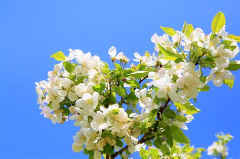 Fotos Gratis Flores Primavera Naturaleza árbol Vistoso Ramas