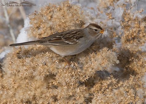 Juvenile White Crowned Sparrow With A Frost Covered Seed On The Wing