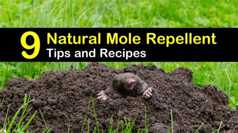 9 Easy To Make Mole Repellents