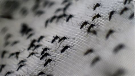 What Is The Zika Virus Cnn Video