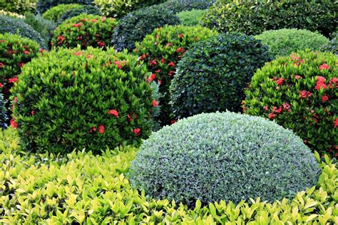 When first planted, they should be regularly and deeply watered during the first growing season. Bushes For Zone 5 Climates - Tips On Planting Zone 5 ...