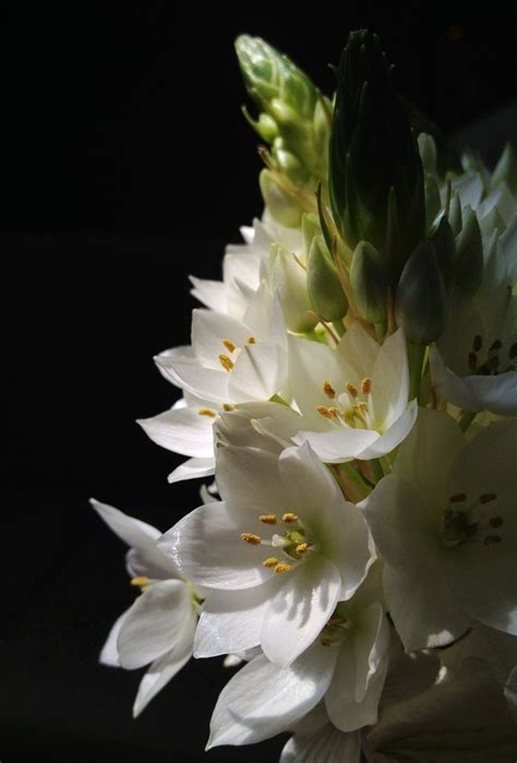 Star of bethlehem flower uses. Star of Bethlehem Flowers - I ordered these for my mother ...