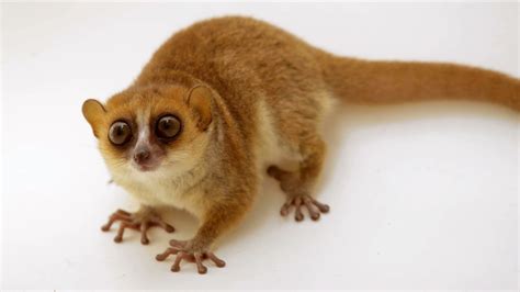 Rufous Mouse Lemur Rare Creatures Of The Photo Ark Official Site Pbs
