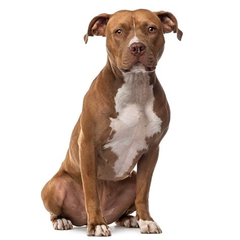 red nose staffordshire terrier photos all recommendation