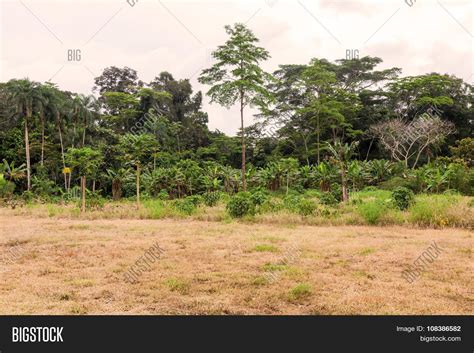 Amazon Rainforest Image And Photo Free Trial Bigstock