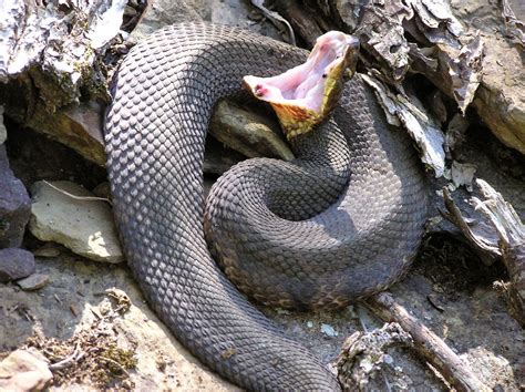 A western cottonmouth snake coiled up and displaying its white mouth. Cottonmouth, Classic Snake ~ KIND OF SNAKE