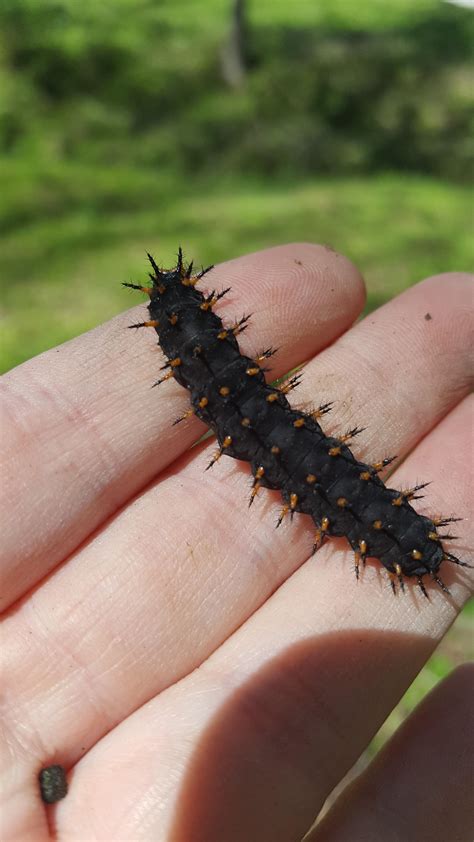 Black Caterpillar With Weird Orange And Black Spikes South Carolina