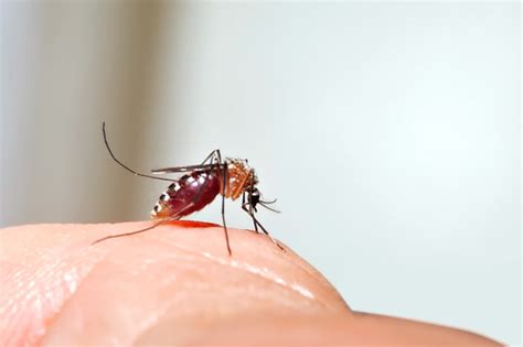 Surviving Mosquito Season In Florida Trapline Pest Solutions