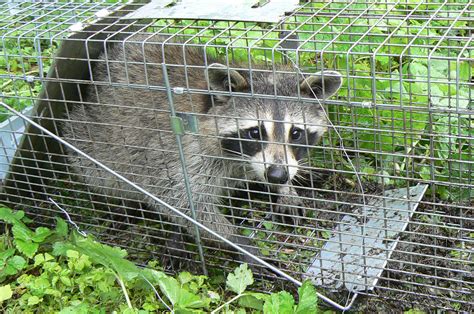How To Control Raccoons By Ministry Of The Environment Government Of