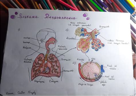 Sistema Respiratorio Udocz