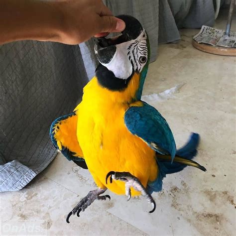 Macaw Parrots For Sale Exotic Birds For Sale Classifiedsuk Free