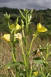 Oenothera deflexa