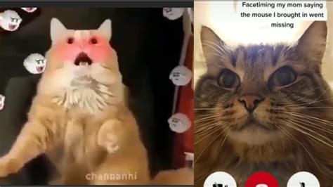 Best Cat Memes Of Compilation 2020 Funny Cats Youtube